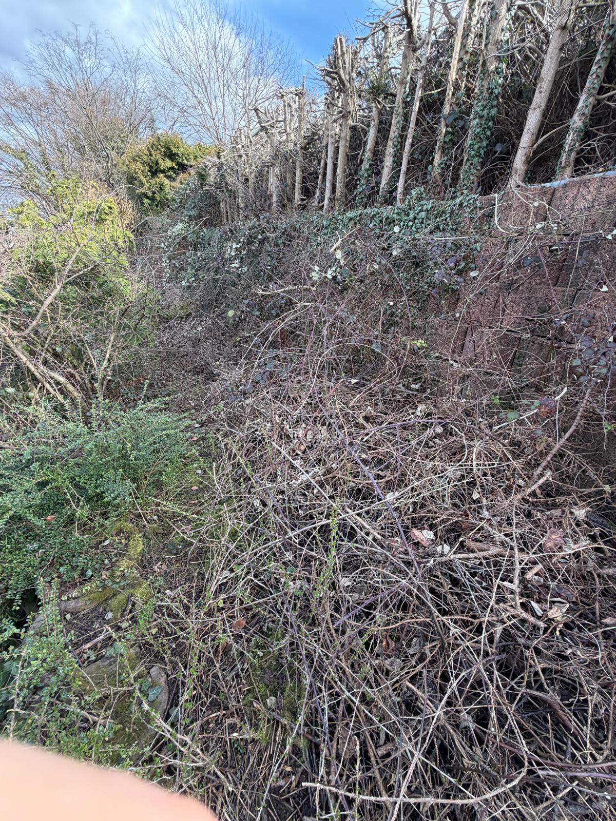 Hangbefestigung – Strauch- und Heckenschnitt – Vorher